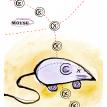 Mouse - Animal Series