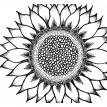 sunflower -  Black and White Series